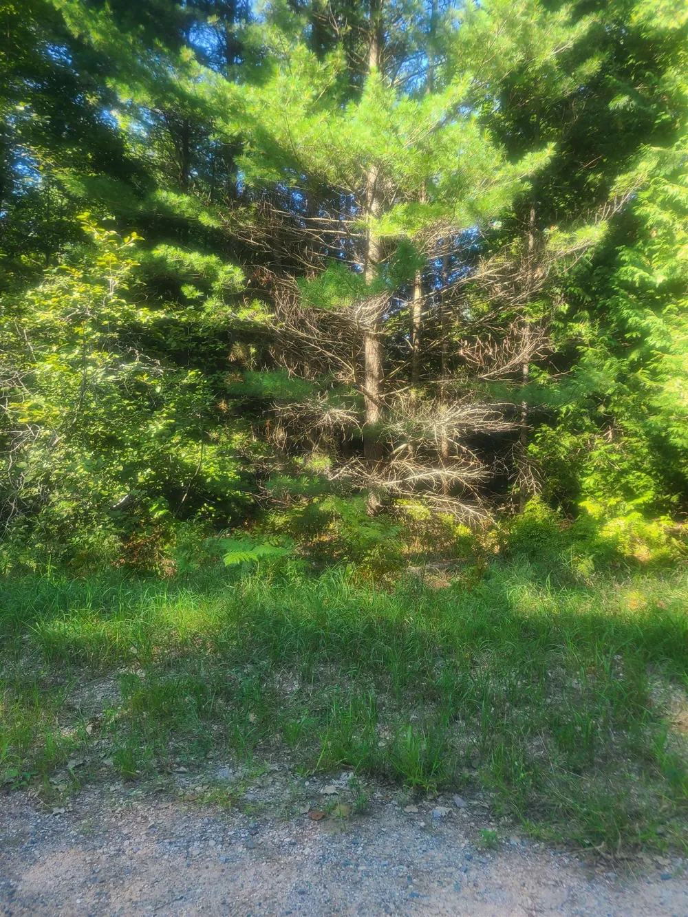 Birchwood Trail Oscoda Charter Township, MI 48750