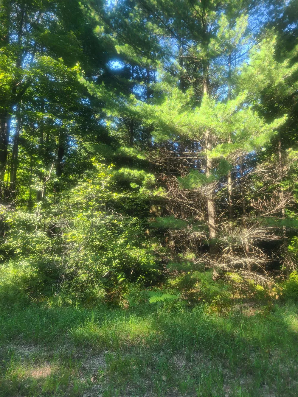Birchwood Trail Oscoda Charter Township, MI 48750