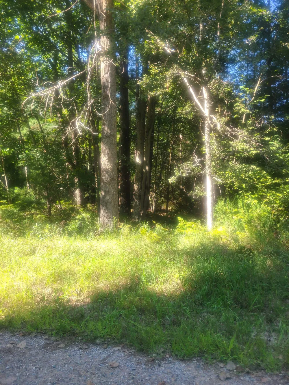 Birchwood Trail Oscoda Charter Township, MI 48750