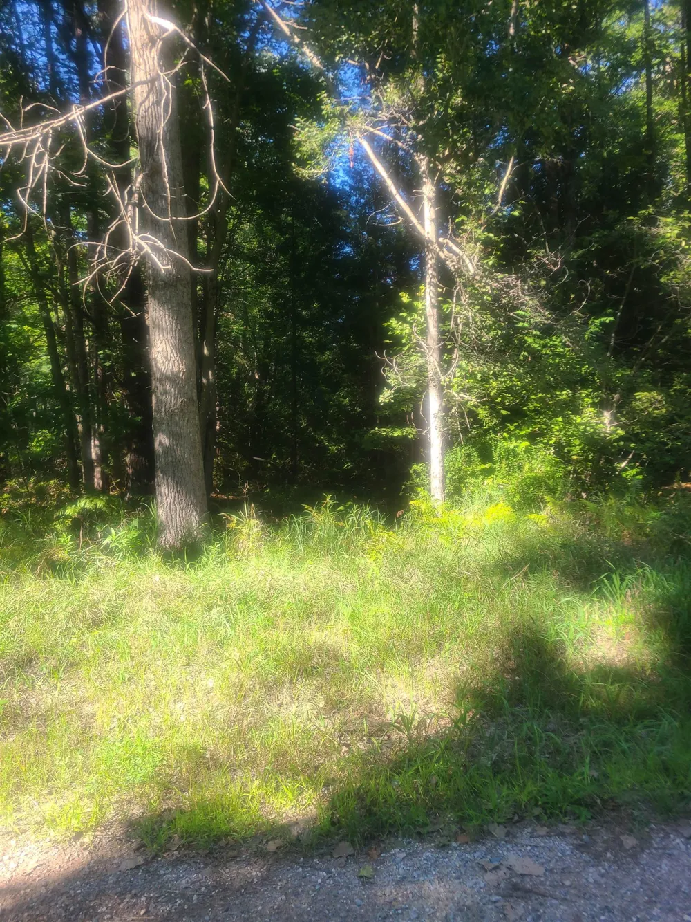 Birchwood Trail Oscoda Charter Township, MI 48750