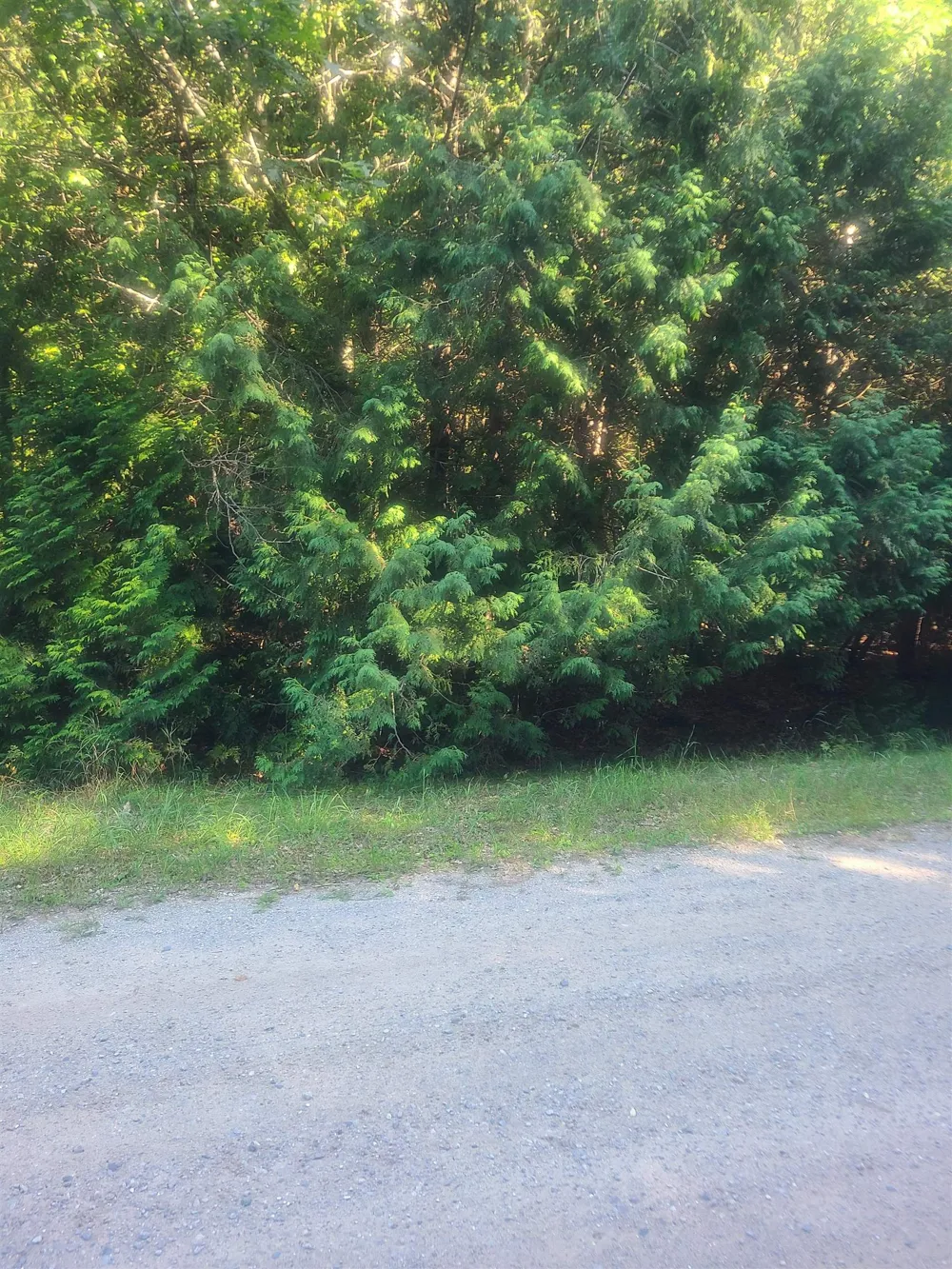 Birchwood Trail Oscoda Charter Township, MI 48750
