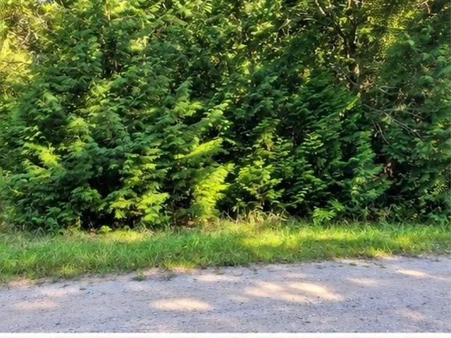 Birchwood Trail Oscoda Charter Township, MI 48750