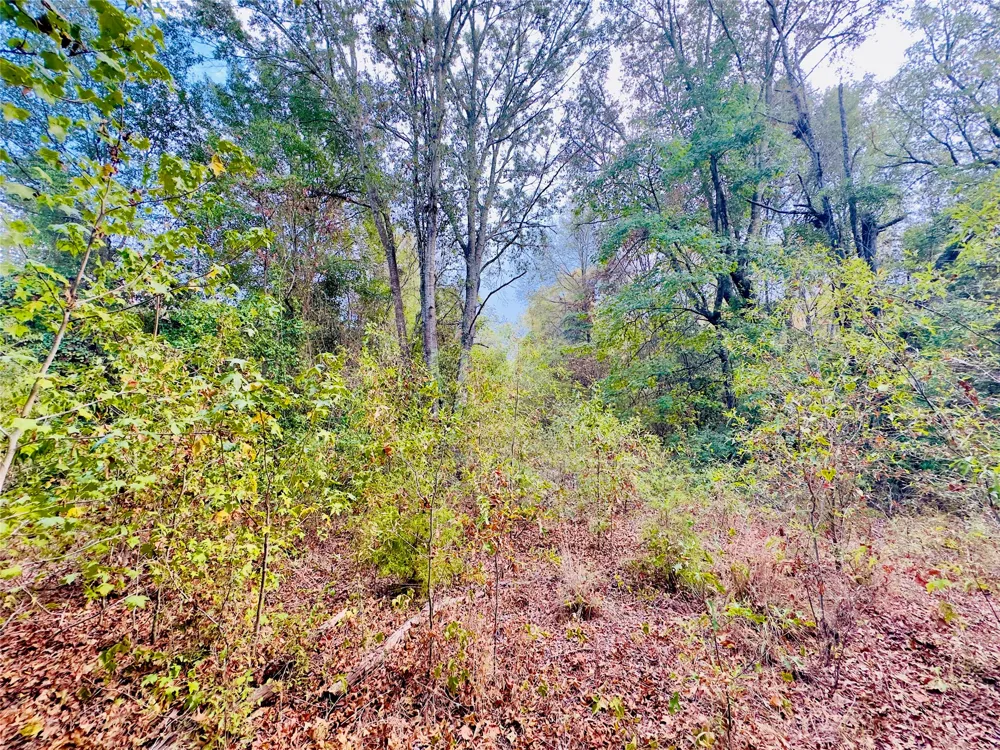 Apple Tree Road Gilmer, TX 75644