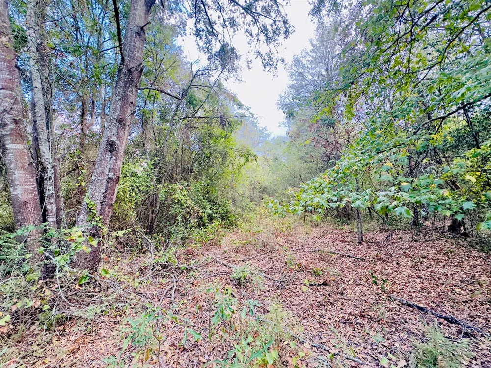 Apple Tree Road Gilmer, TX 75644