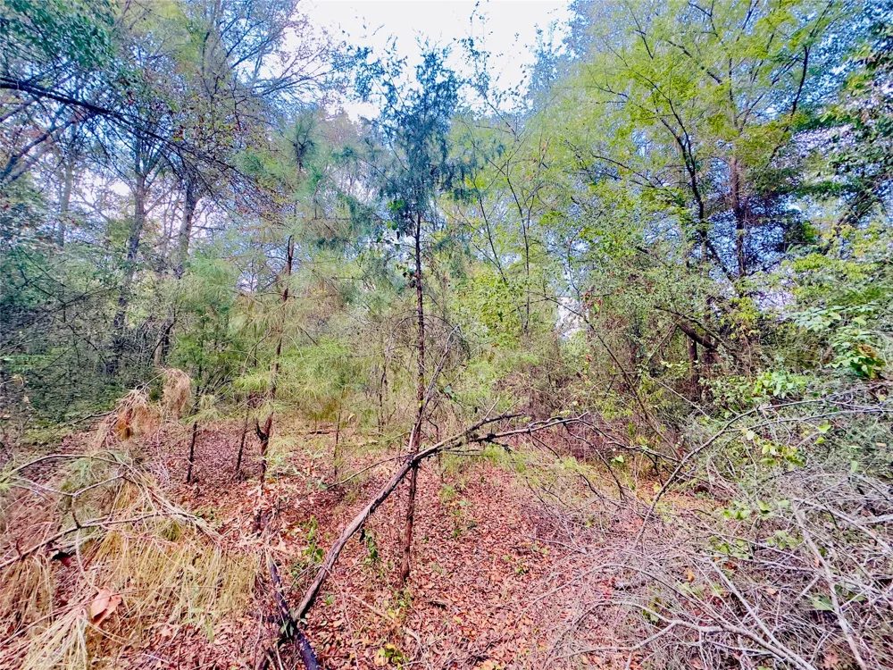 Apple Tree Road Gilmer, TX 75644