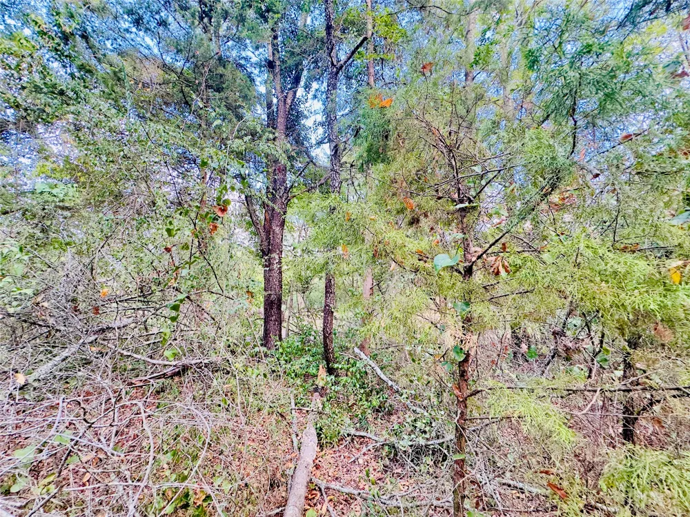 Apple Tree Road Gilmer, TX 75644