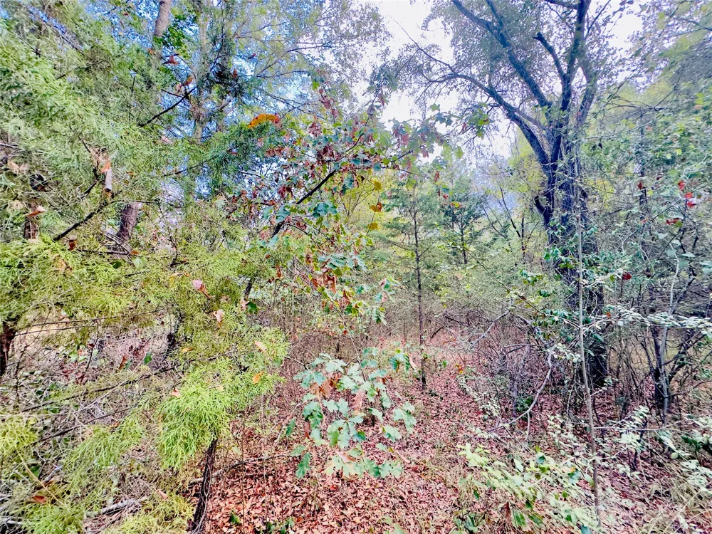 Apple Tree Road Gilmer, TX 75644