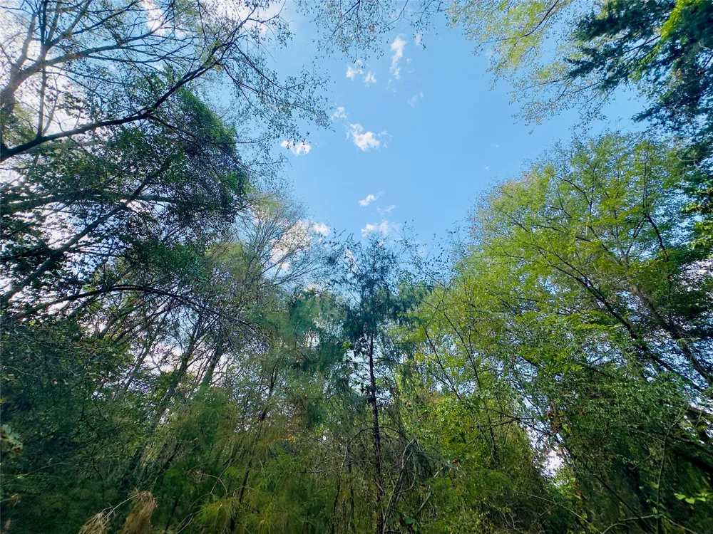 Apple Tree Road Gilmer, TX 75644