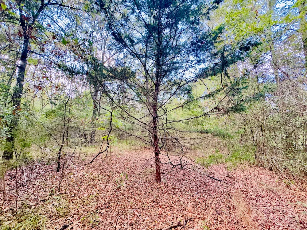 Apple Tree Road Gilmer, TX 75644