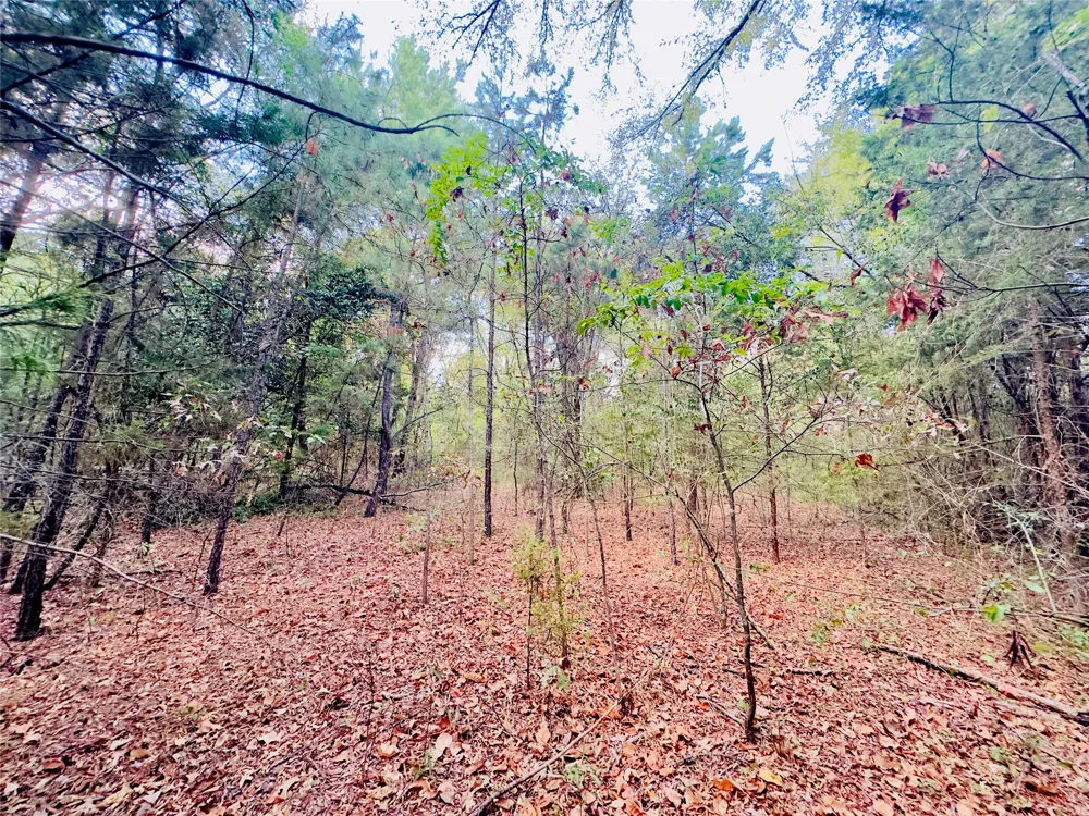 Apple Tree Road Gilmer, TX 75644