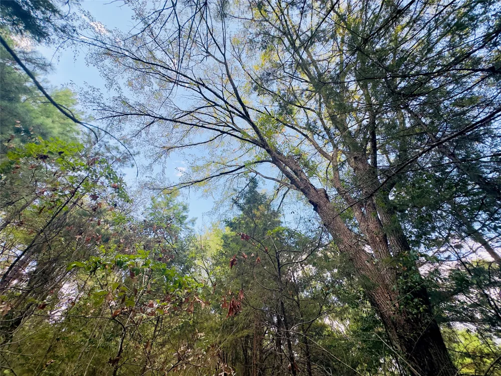 Apple Tree Road Gilmer, TX 75644