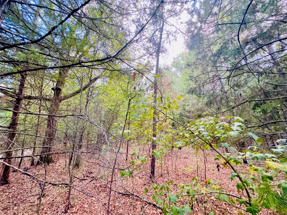 Apple Tree Road Gilmer, TX 75644