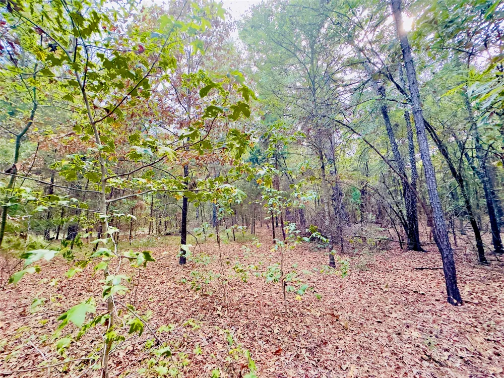 Apple Tree Road Gilmer, TX 75644