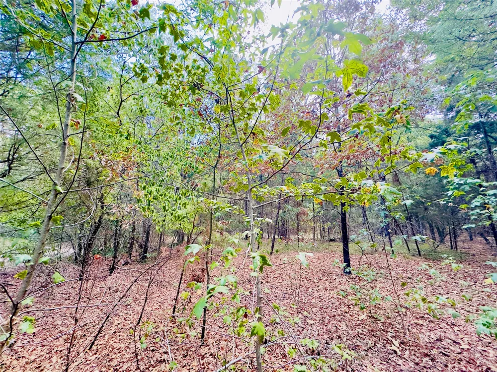 Apple Tree Road Gilmer, TX 75644