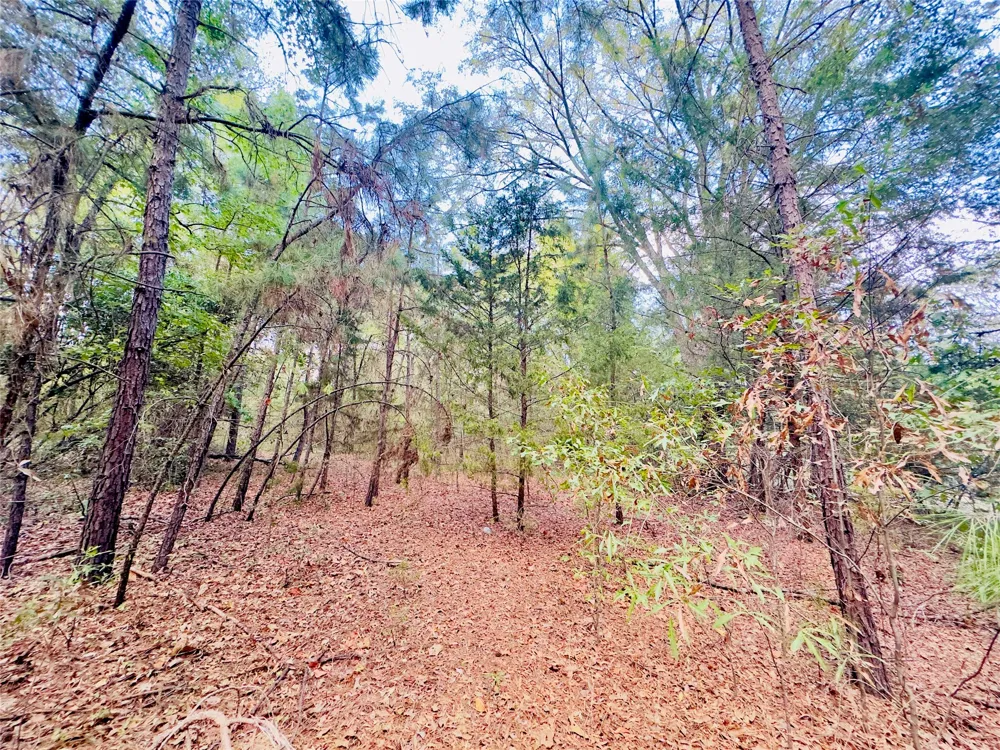 Apple Tree Road Gilmer, TX 75644