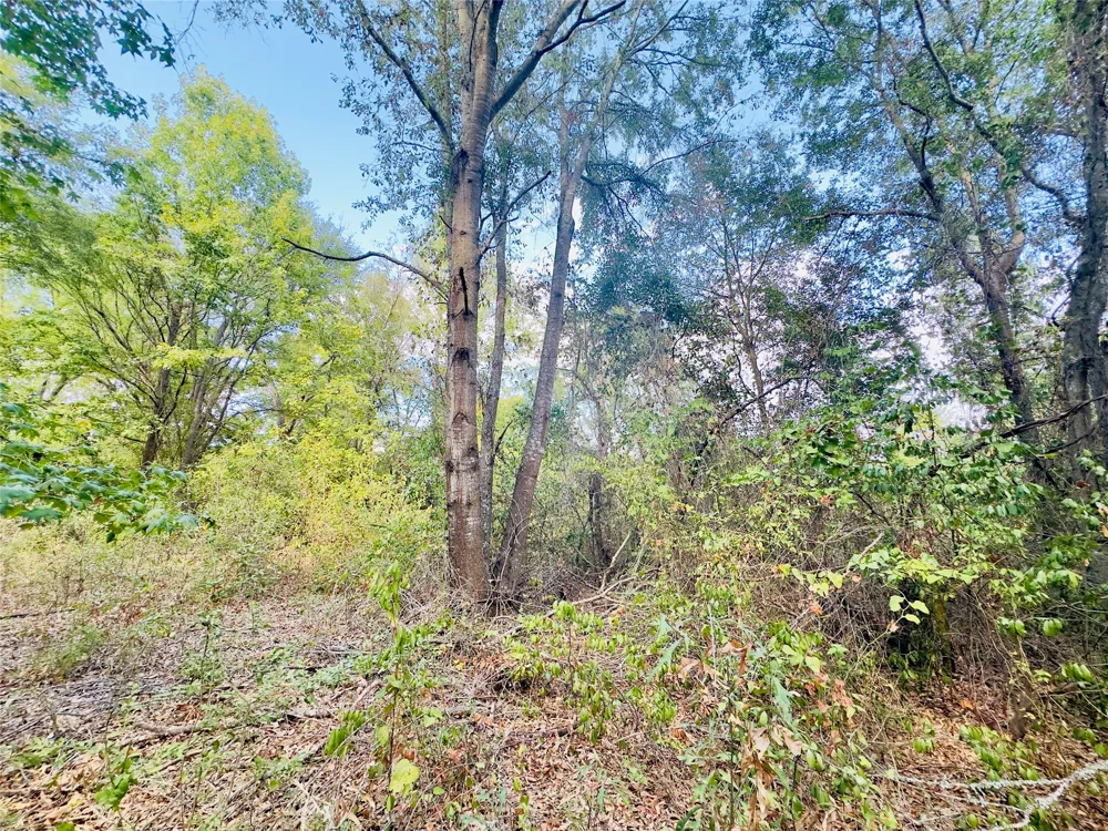 Apple Tree Road Gilmer, TX 75644