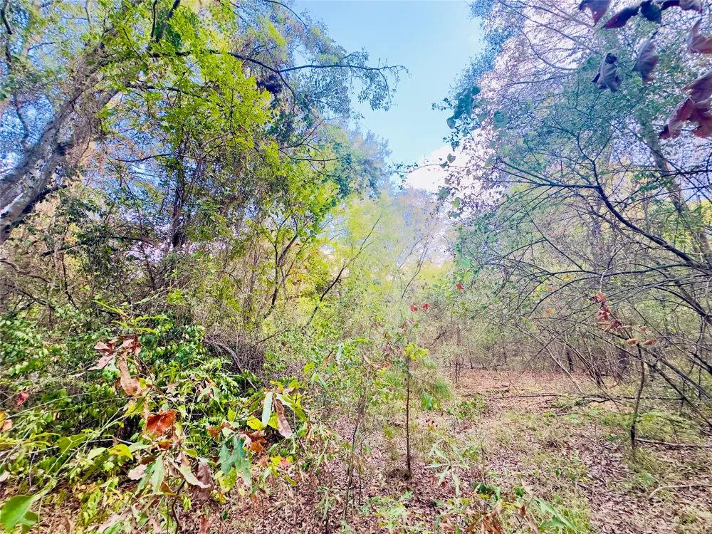 Apple Tree Road Gilmer, TX 75644