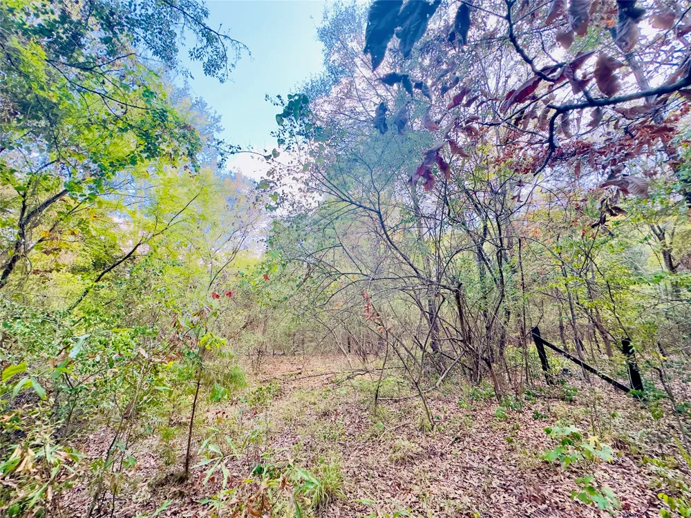 Apple Tree Road Gilmer, TX 75644