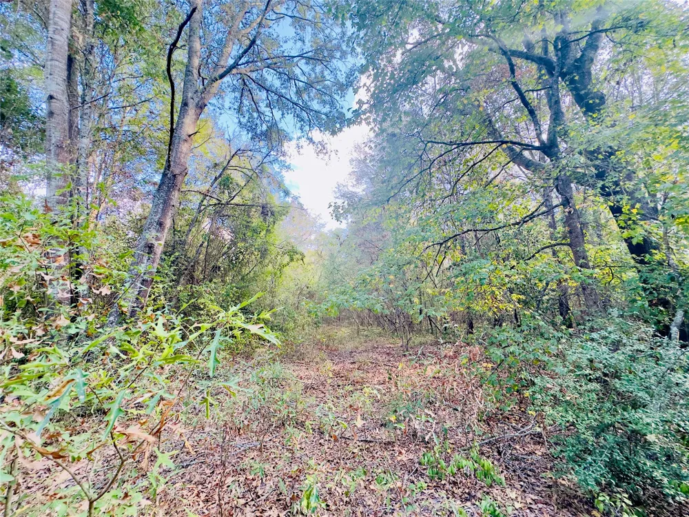 Apple Tree Road Gilmer, TX 75644