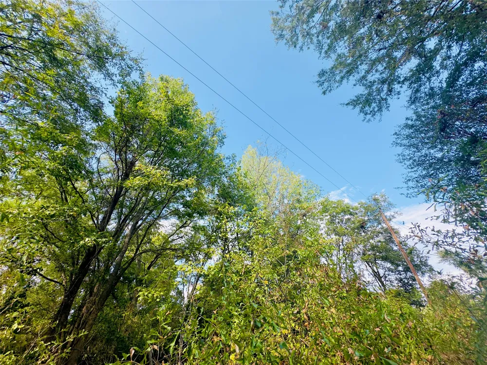 Apple Tree Road Gilmer, TX 75644