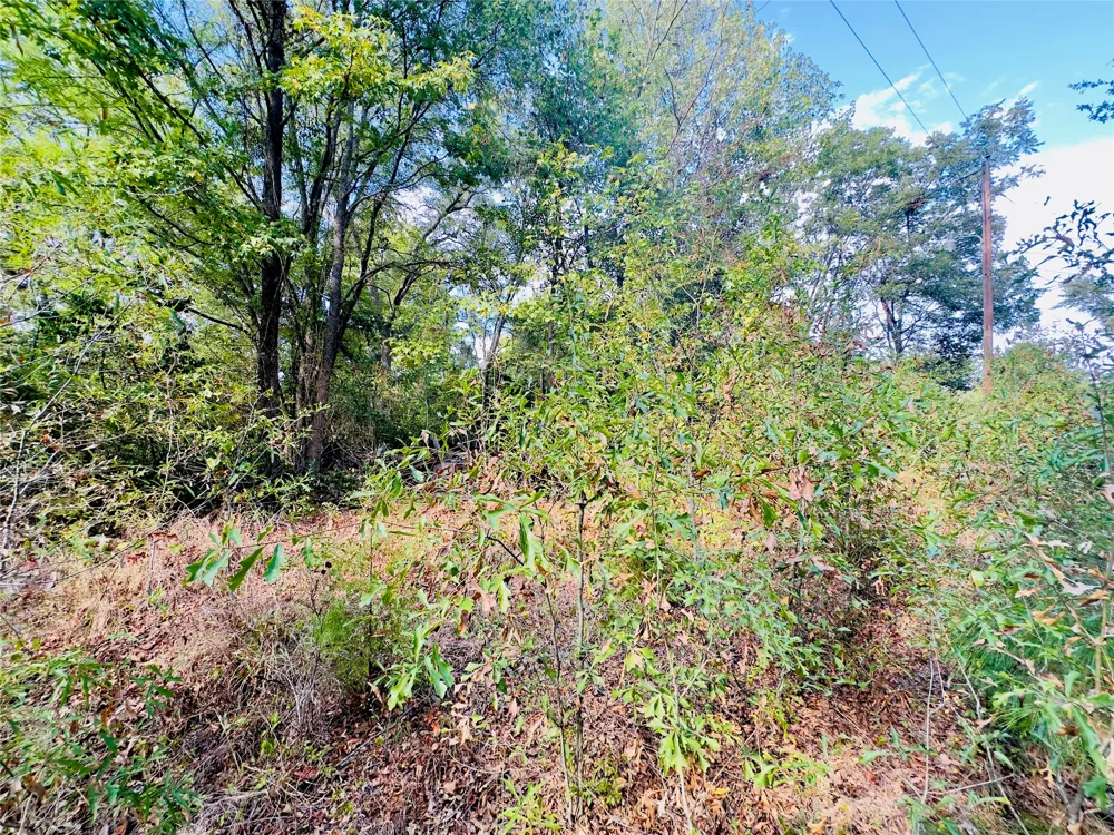 Apple Tree Road Gilmer, TX 75644