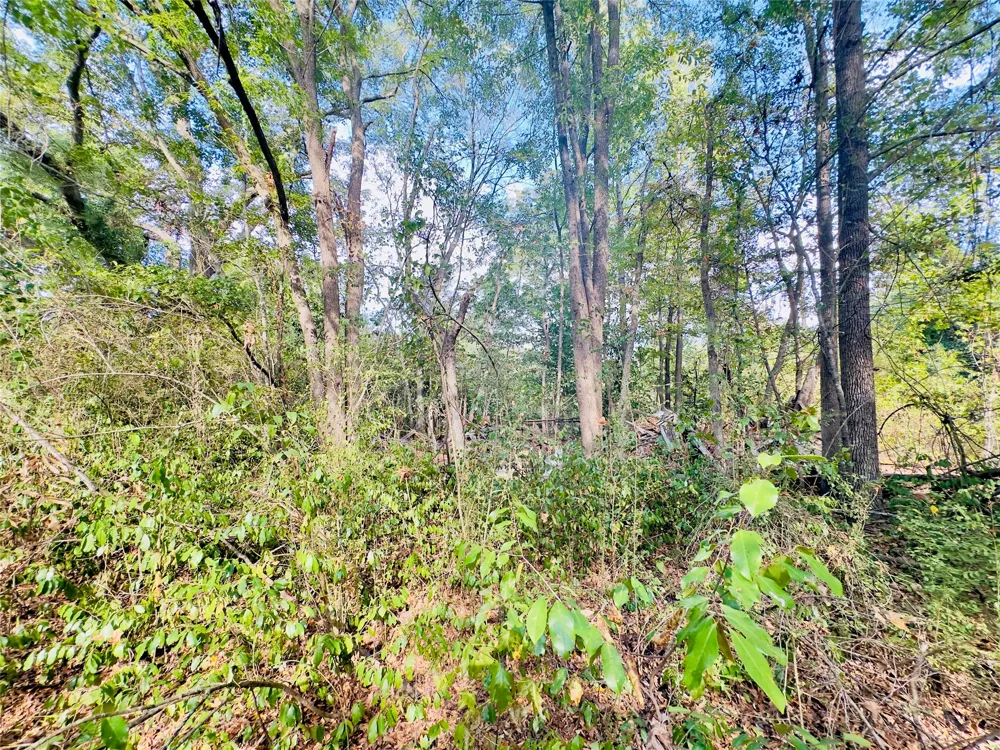 Apple Tree Road Gilmer, TX 75644