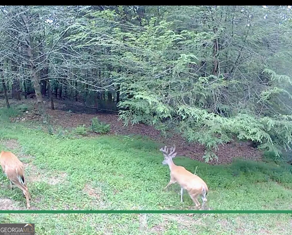 10042 Doublehead Gap RD Blue Ridge, GA 30513
