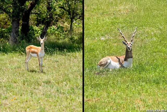151 KUDU CV Blanco, TX 78606