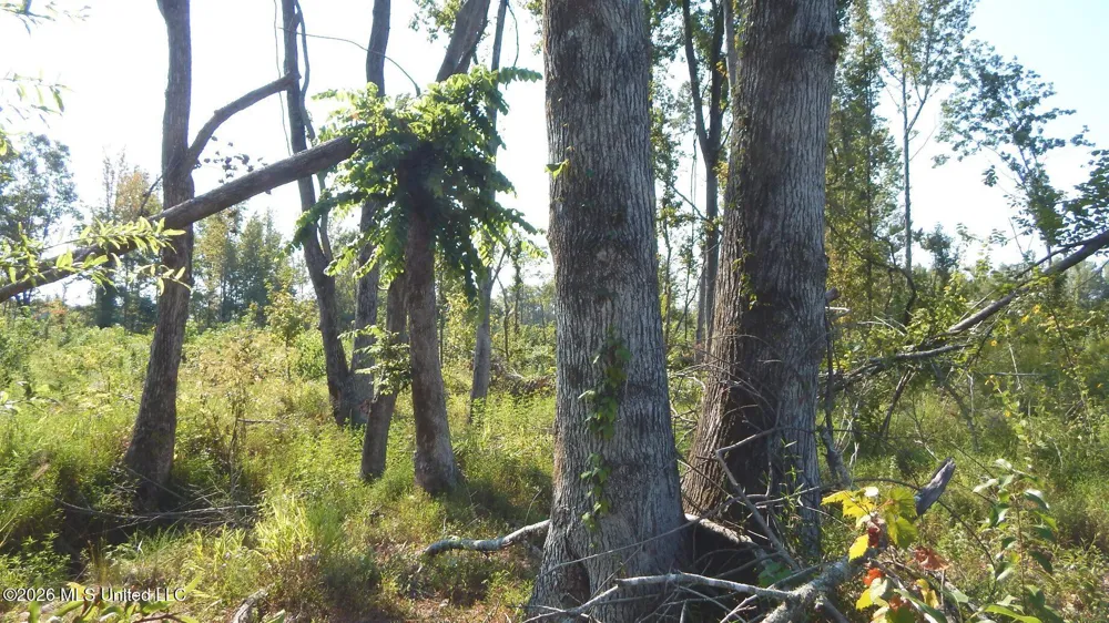 275 County Road 239 Tillatoba, MS 38961