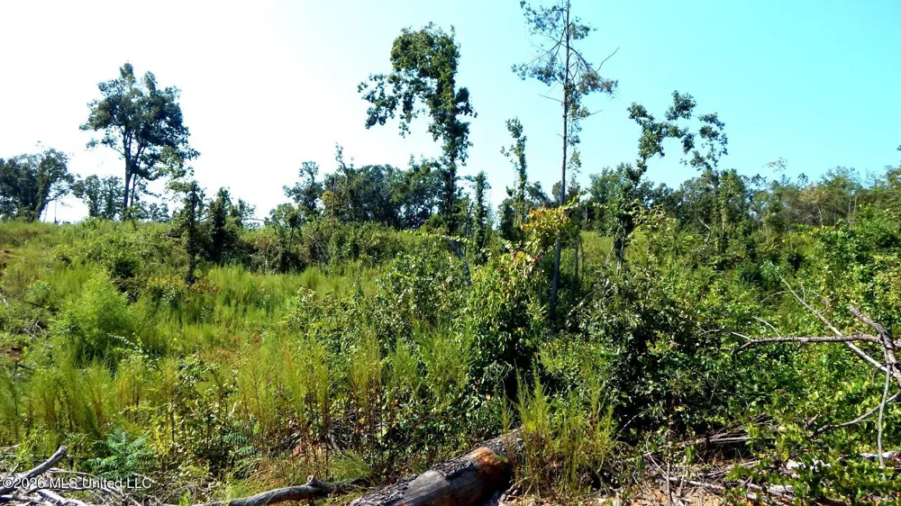 275 County Road 239 Tillatoba, MS 38961