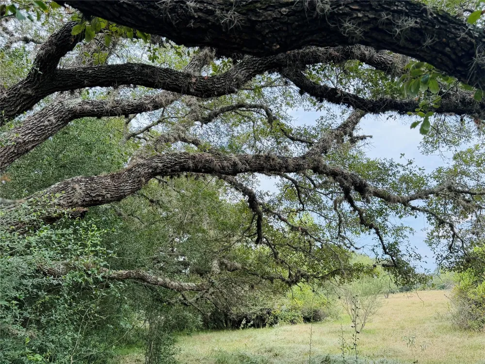 County Road 449 West Columbia, TX 77486