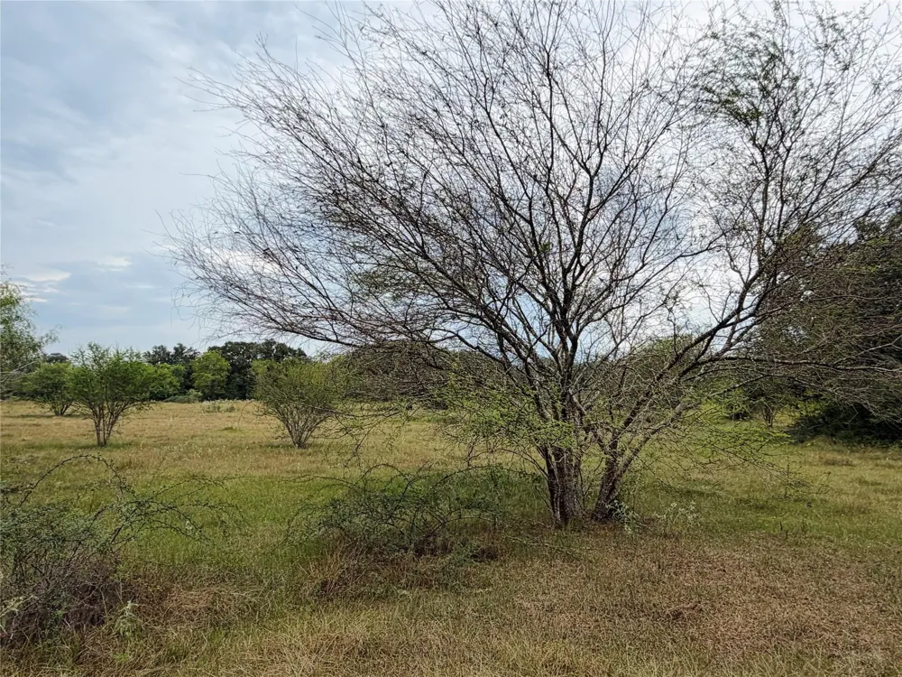 County Road 449 West Columbia, TX 77486