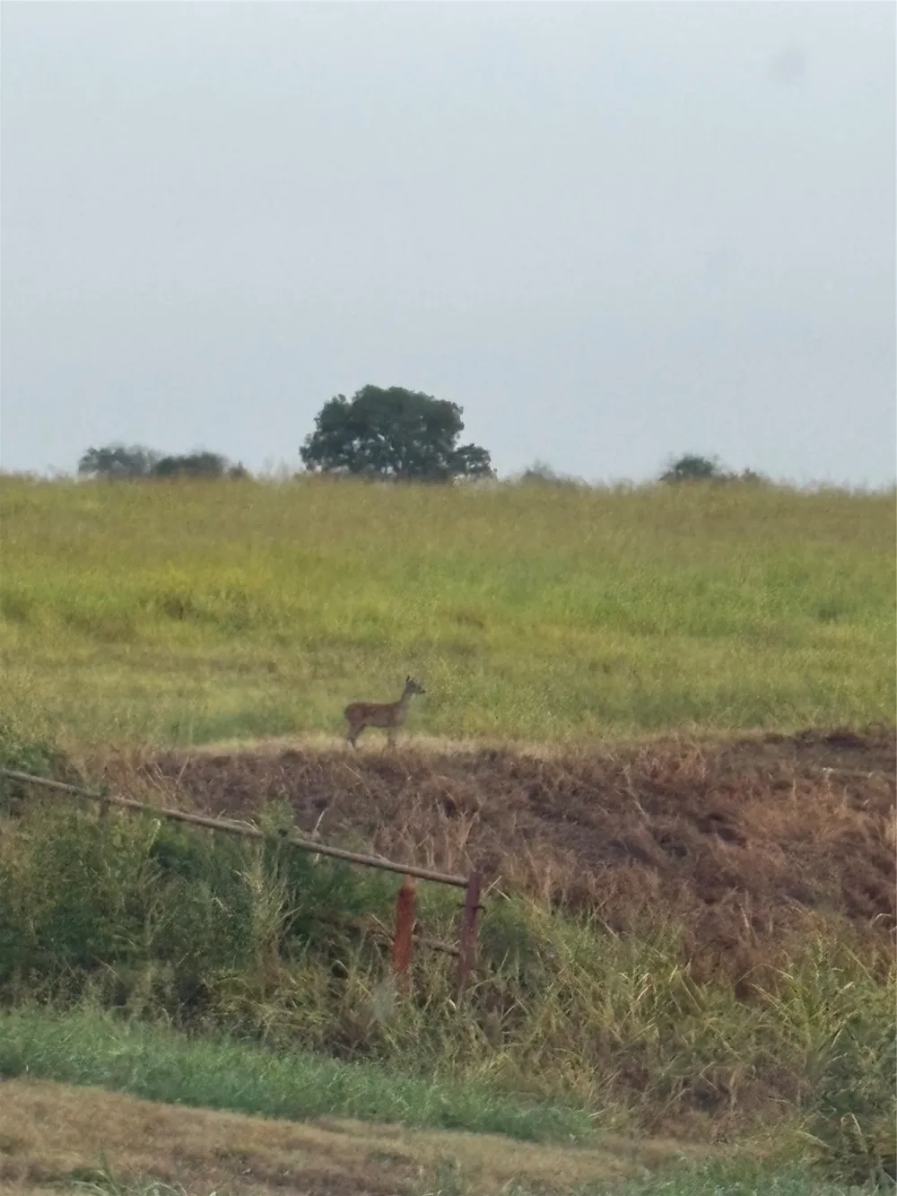 4562 hwy 77 Chilton, TX 76632