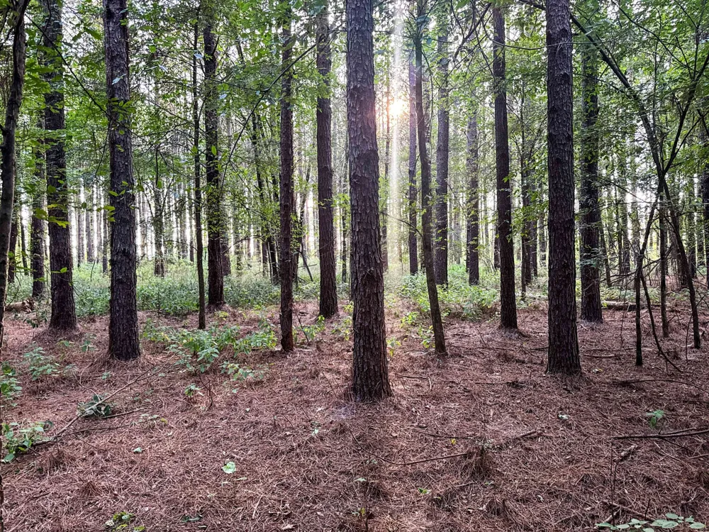 0 Leath Rd Counce, TN 38326