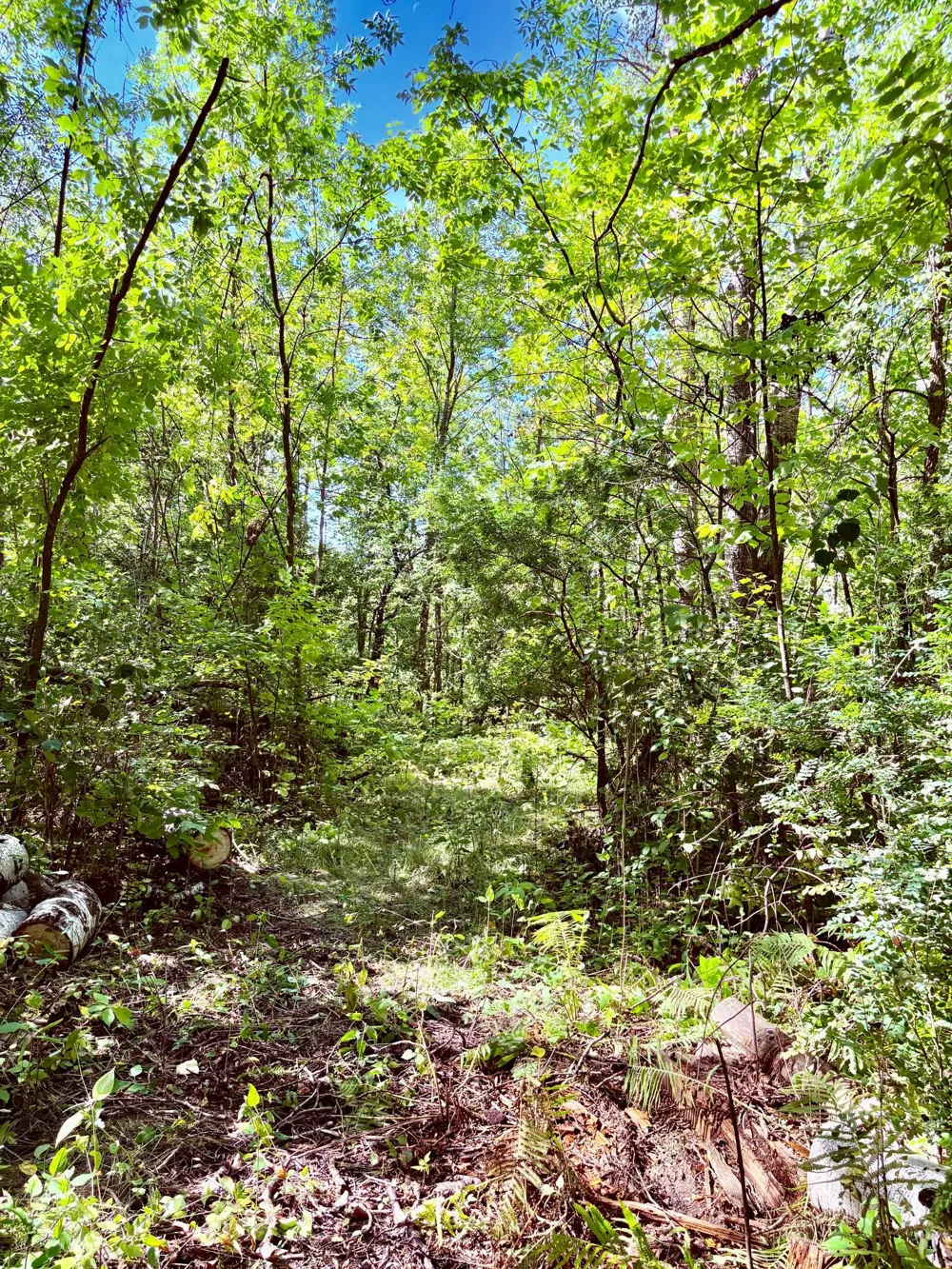 TBD State Highway 11 Loman, MN 56654