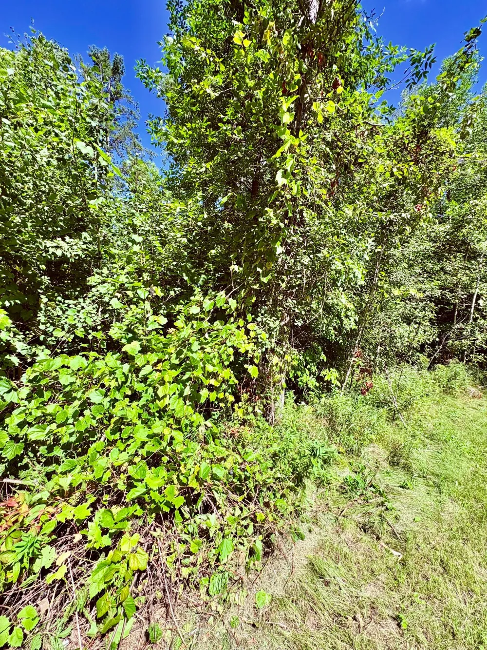 TBD State Highway 11 Loman, MN 56654