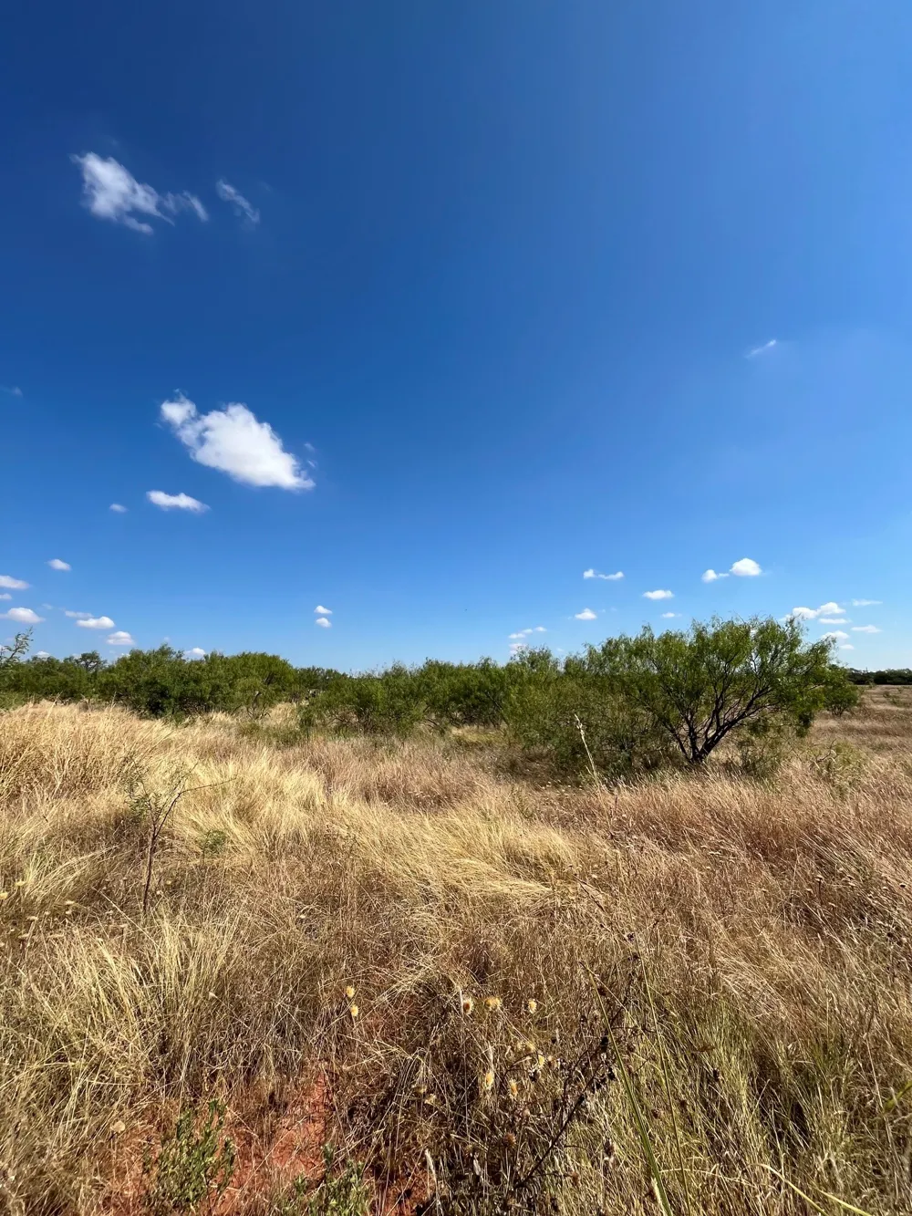 2889 County Road 131 Tuscola, TX 79562