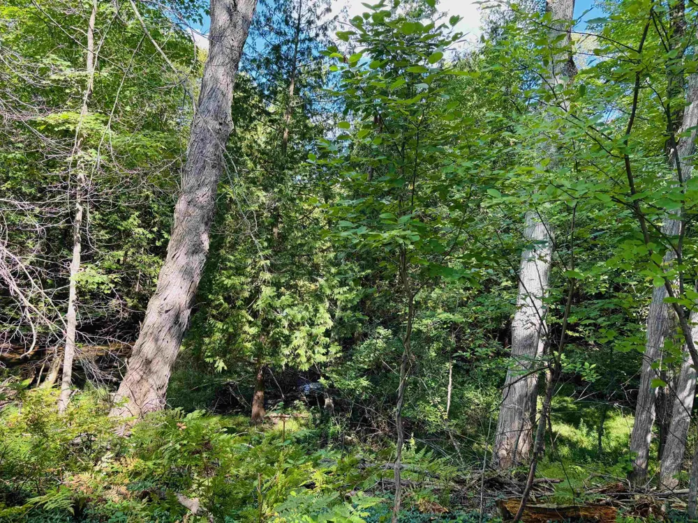 705 Pine Kearney Township, MI 49615