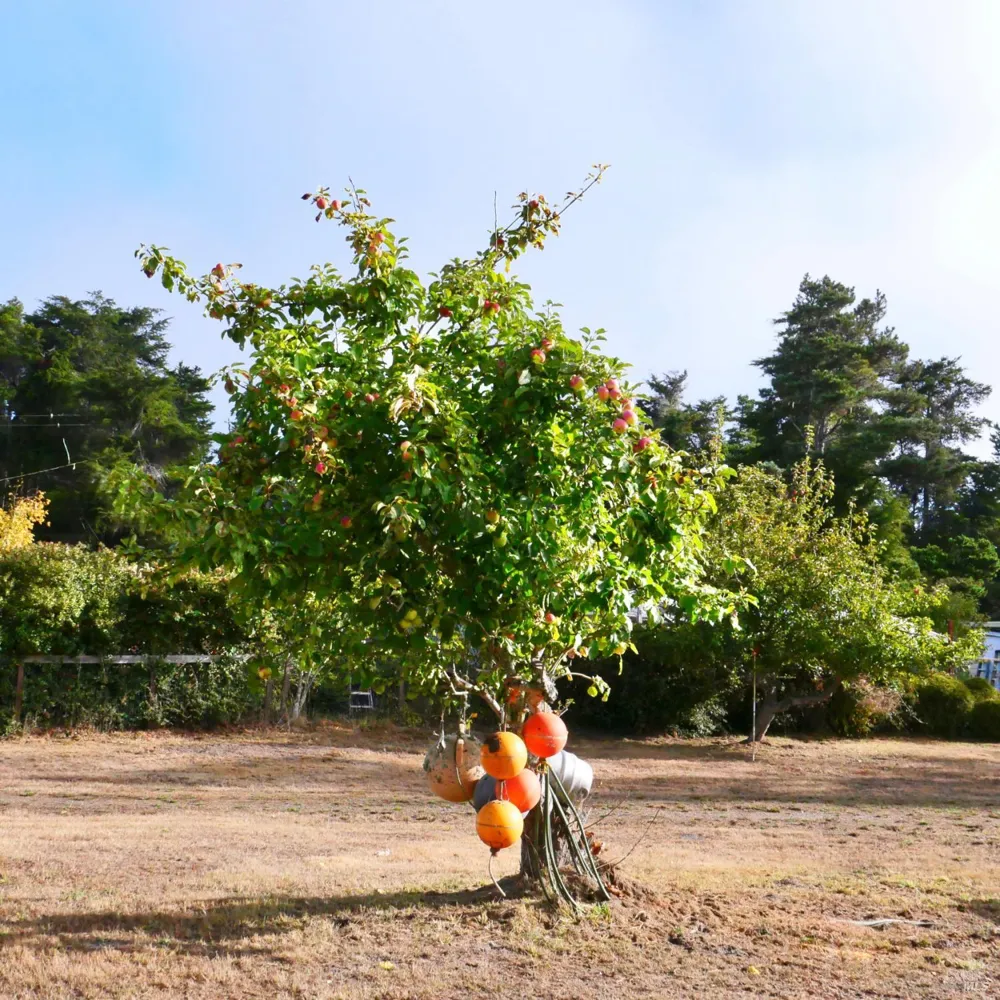 19231 Summers Lane Fort Bragg, CA 95437