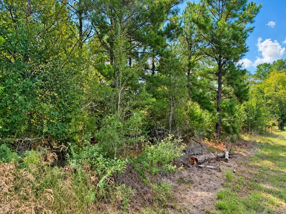 Oakwood Drive Huntsville, TX 77320