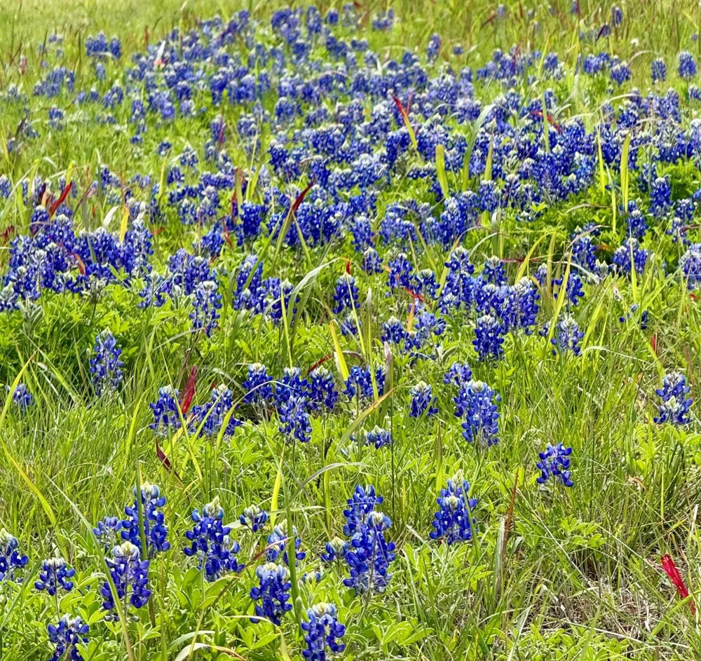 1075 County Road 24280 Roxton, TX 75477