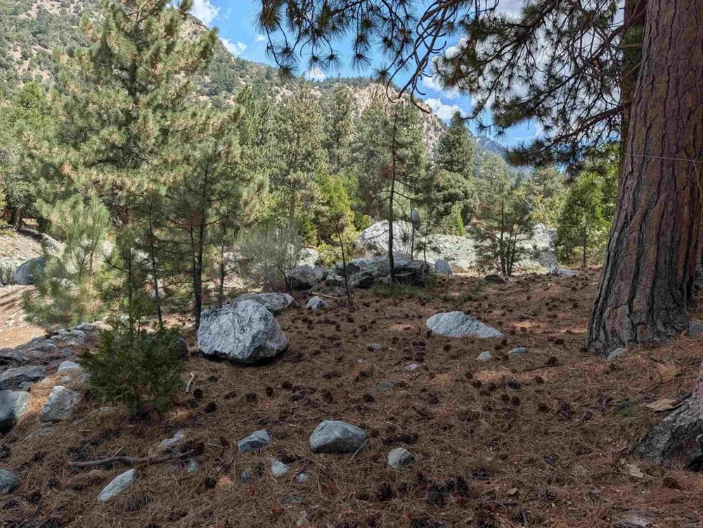 island dr Forest Falls, CA 92339
