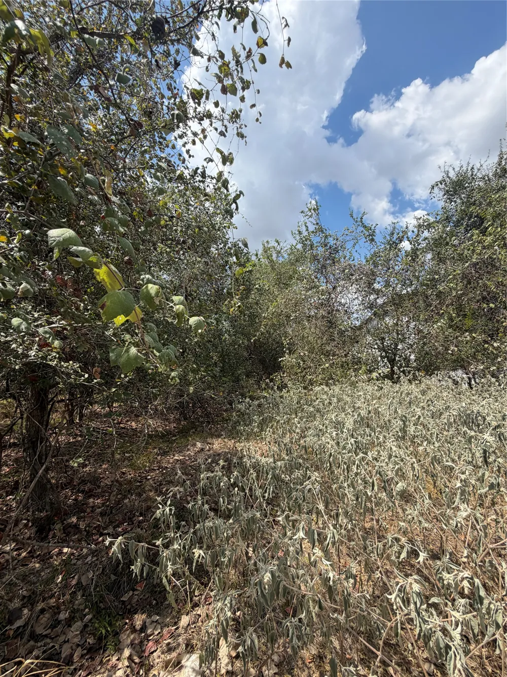 155 Waimanalo Lane Bastrop, TX 78602