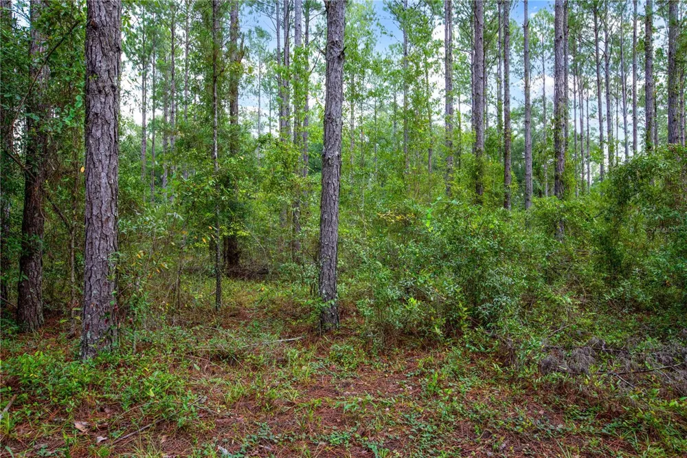 243 SW REIGEL COURT Lake City, FL 32024