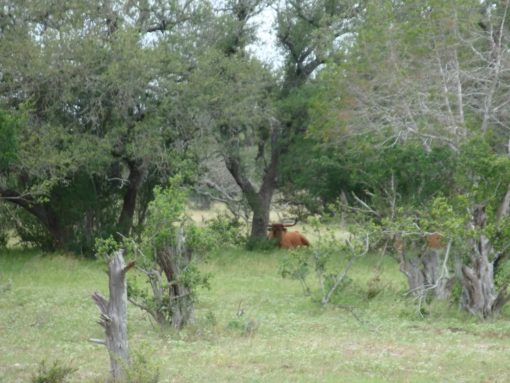 1619 Althaus Ranch Road Johnson City, TX 78636