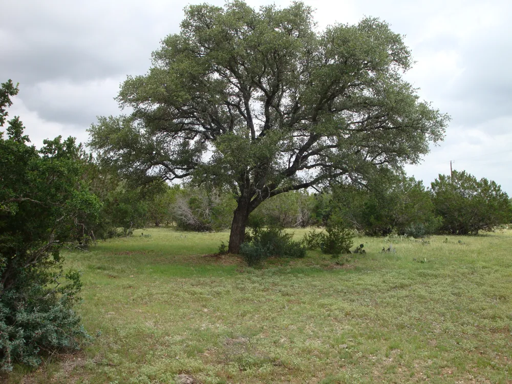 1619 Althaus Ranch Road Johnson City, TX 78636