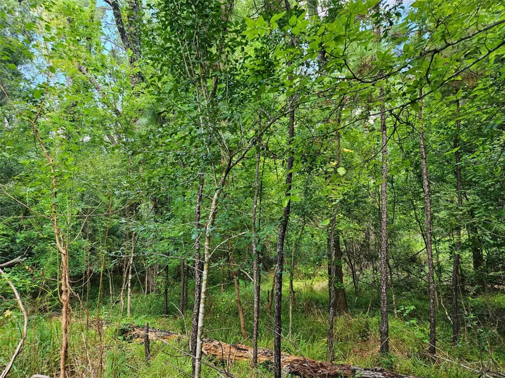 757 Thornwood Drive Coldspring, TX 77331