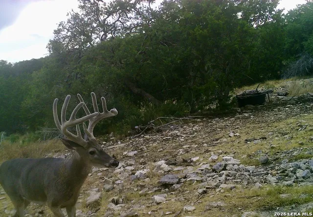 14468 COUNTY ROAD 310 Rocksprings, TX 78880