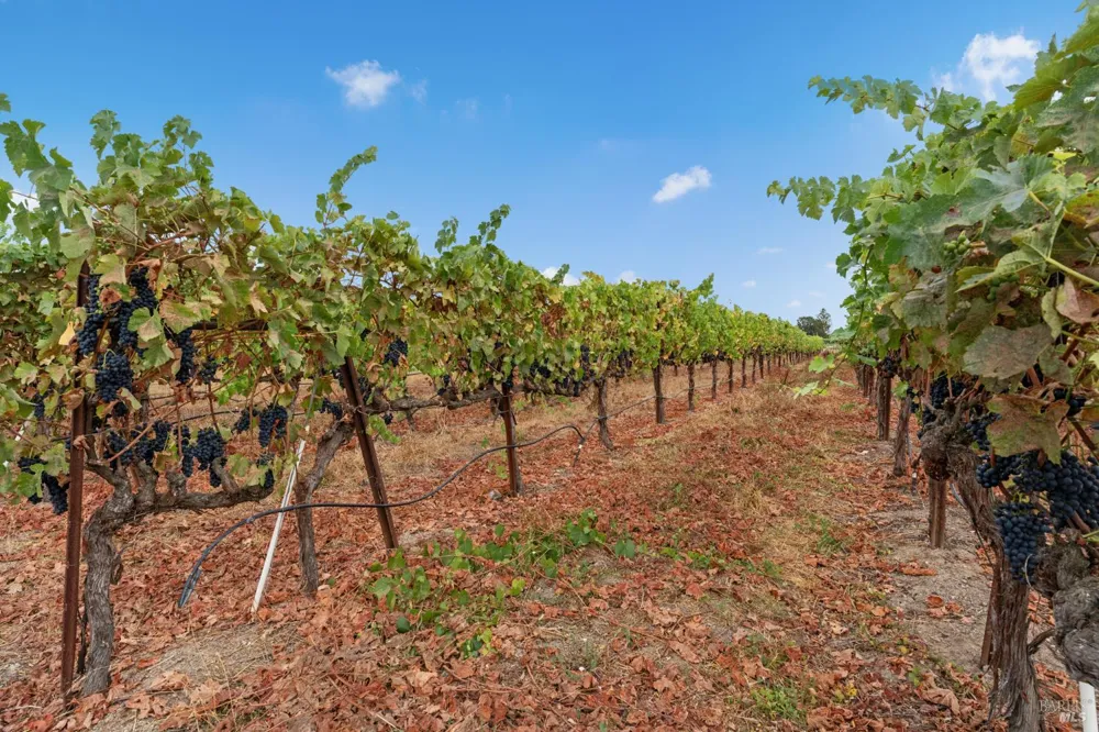 1626 Abramson Road Santa Rosa, CA 95401