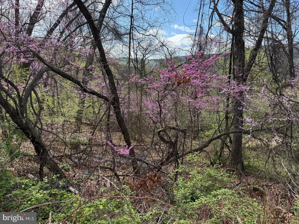 JONATHAN ROAD Linden, VA 22642